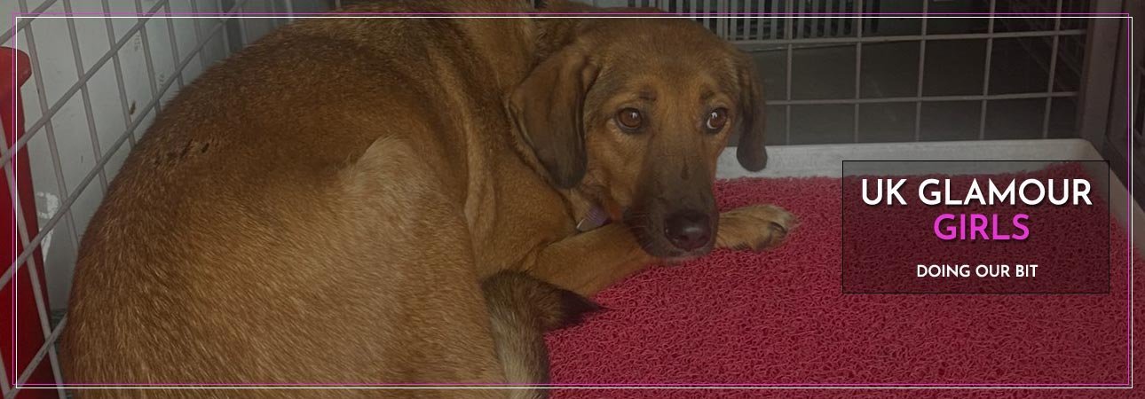 London Escort Agency Charitable Giving | UK Glamour Girls